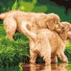 Puppies In The River paint by numbers