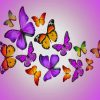 Colorful Butterflies paint by numbers