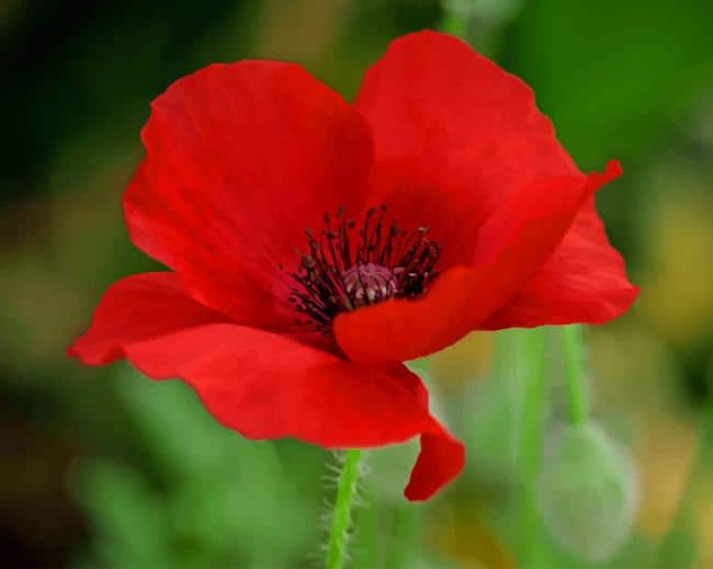 Red Poppy Flower paint by numbers