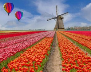 Tulips Field paint by numbers