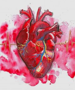 Watercolor Human Heart paint by numbers