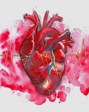 Watercolor Human Heart paint by numbers