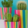 Cactus Plants paint by numbers