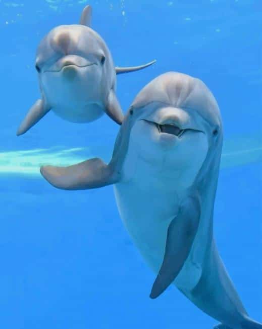 Dolphins paint by number