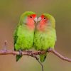 Rosy faced lovebirds Paint by numbers