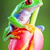 Frog On Tulip Flower paint by numbers