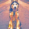 Siberian Husky In Road paint by numbers