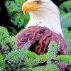 Aesthetic Eagle Paint by numbers