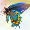 Blue Green Butterfly Wing paint by numbers
