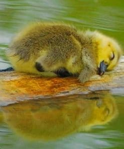 Cute Baby Duck Sleeping paint by numbers