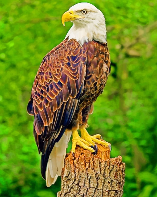 Southern Bald Eagle Paint by numbers