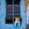 Cat Looking Through A Blue Window paint By Numbers