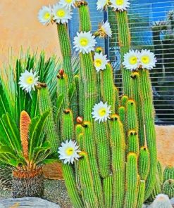 Cactus White Flowers paint by numbers