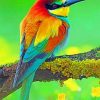 Colorful Bird Paint by numbers