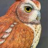 Eastern Screech Owl paint by number