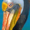 Pelican Bird paint by number