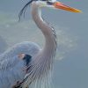 great-blue-heron-paint-by-numbers