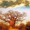 Oldest Baobab Tree Paint by numbers