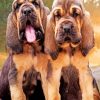 bloodhound-puppies-paint-by-number