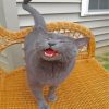 russian-blue-meowing-paint-by-numbers
