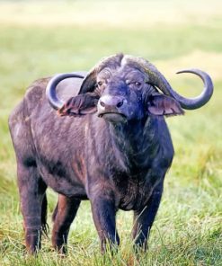 African-buffalo-animal-paint-by-numbers (1)