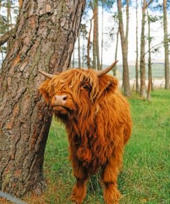 Cute-Brown-Highland-Cow-paint-by-number