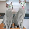 Funny Russian Blue Cats Paint by numbers