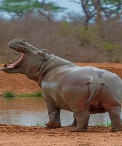 Hippopotamus-in-the-wild-paint-by-number
