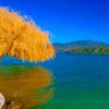Lake Willow Yellow Tree Paint by numbers