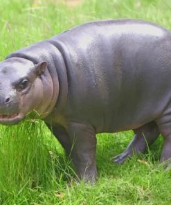 Pygmy-Hippopotamus-Animal-paint-by-number