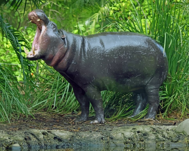 Pygmy Hippopotamus With Opened Mouth