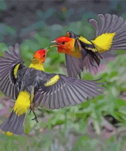 Western Tanager Birds Paint by numbers