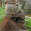 asian-small-otter-paint-by-numbers