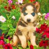 baby-dogs-face-flowers-husky-paint-by-numbers