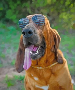 Bloodhound With Sunglasses Paint by numbers