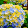 blue-and-yellow-hydrangea-paint-by-numbers