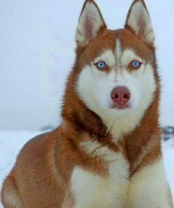 brown-husky-with-blue-eyes-paint-by-numbers