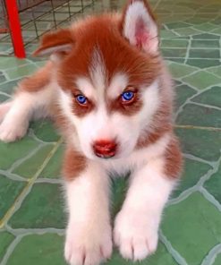 brown-puppy-husky-paint-by-numbers