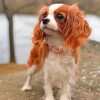 cavalier-puppy-animal-paint-by-numbers