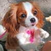 cavalier-puppy-paint-by-number
