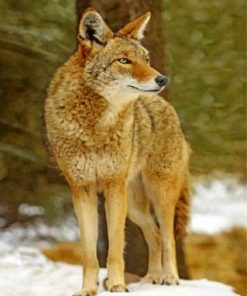 Coyote Wolf Paint by numbers