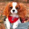cute-cavalier-paint-by-number