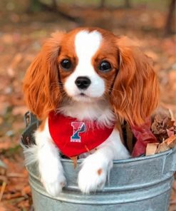 cute-cavalier-paint-by-number