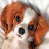 cute-cavalier-puppy-paint-by-number