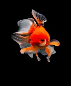 cute-golden-fish-adult-paint-by-numbers