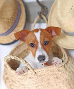 Cute Jack Russell Paint by numbers