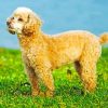 Cute Poodle Puppy Paint by numbers