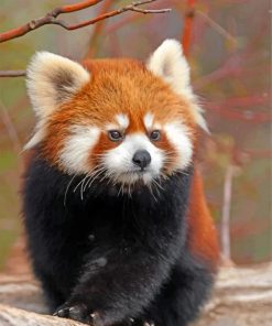 cute-red-panda-paint-by-numbers