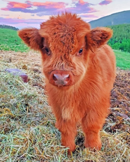 fluffy-highland-cow-baby-paint-by-numbers-510x639-1