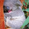 funny-koala-paint-by-numbers-510x639-1